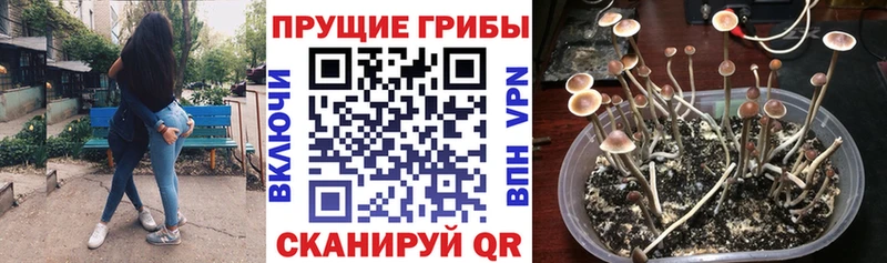 купить наркотик  Пыть-Ях  Псилоцибиновые грибы Psilocybe 